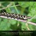 Elephant Hawkmoth caterpillar - East Blatchington Pond - 16.8.2011