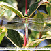 Emperor Dragonfly female E Blatchington 5 9 2012
