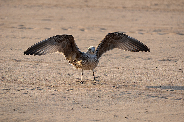 FREJUS: Un Goéland brun (Larus fuscus).