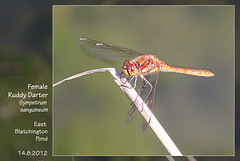 Female Ruddy Darter  - East Blatchington Pond - 14.8.2012