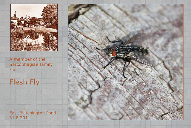 Flesh fly - East Blatchington Pond - 31.8.2011