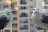 MONACO: Un couple de Goéland.