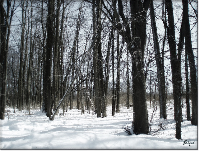 Woods in Winter