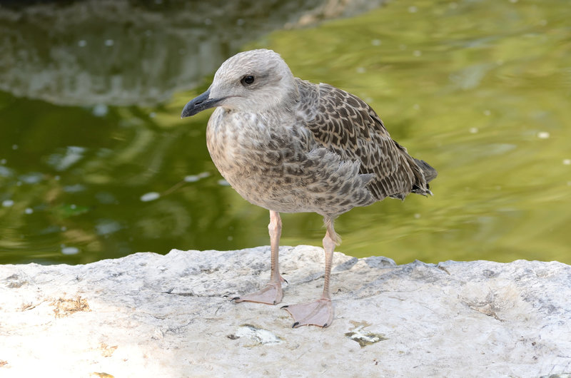 MONACO: Un Goéland (Larus argentatus).