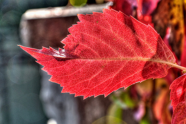 MARNAY: Couleurs d'automne 02.