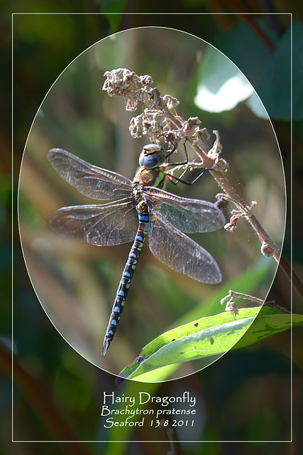 Hairy Dragonfly Brachytron pratense Seaford  13 8 2011 po