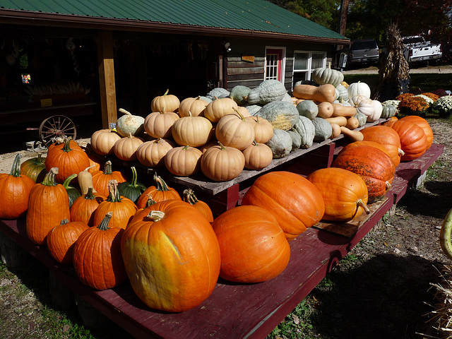 pumpkins!