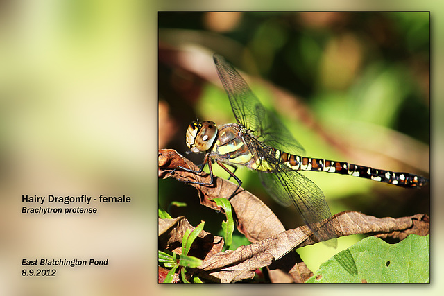 Hairy Dragonfly - East Blatchington Pond - 8.9.2012