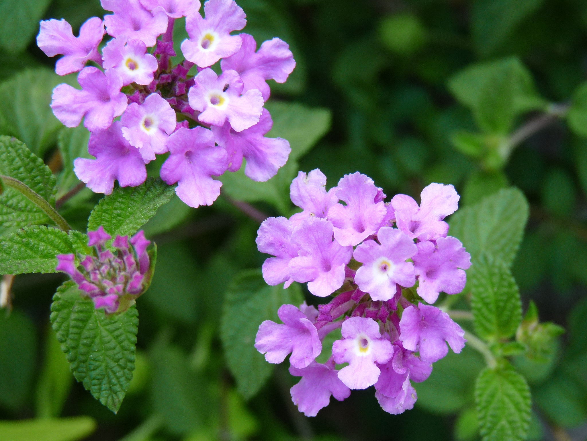 lantana