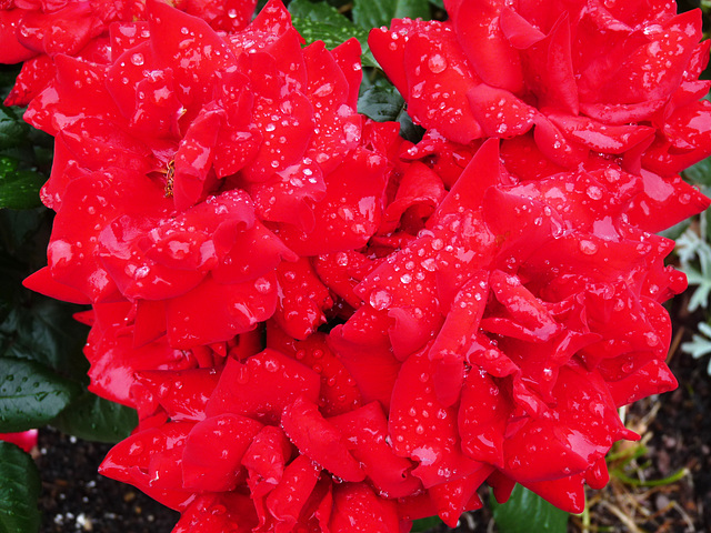 rainy red