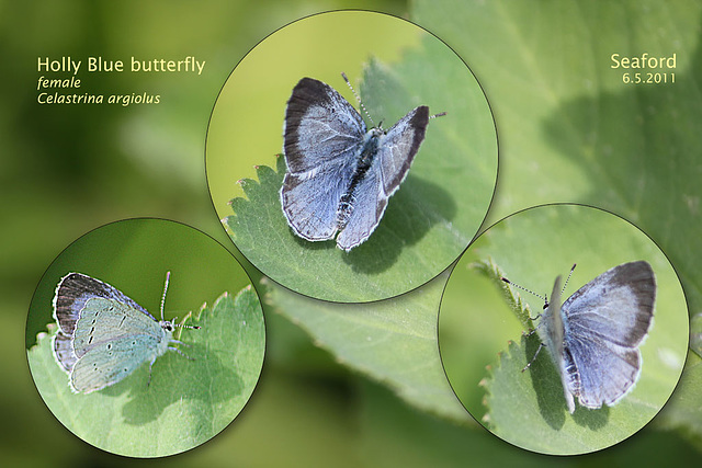 Holly blue female Seaford 6 5 2011