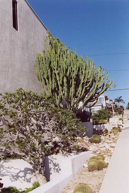 Cactus Garden in Manhattan Beach, Oct. 2005