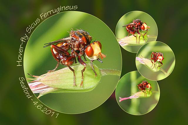 Hover fly Sicus ferrugieus Seaford 4 6 2011