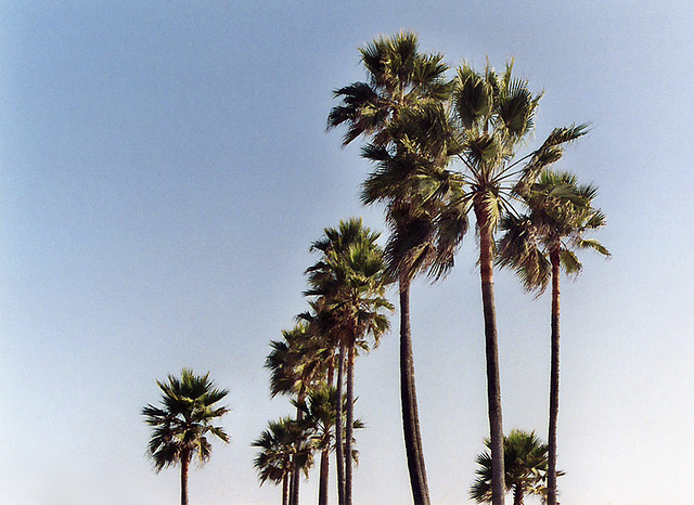 Palm Trees in Manhattan Beach, Oct. 2005