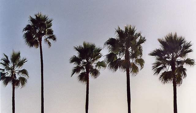 Palm Trees in Manhattan Beach, Oct. 2005