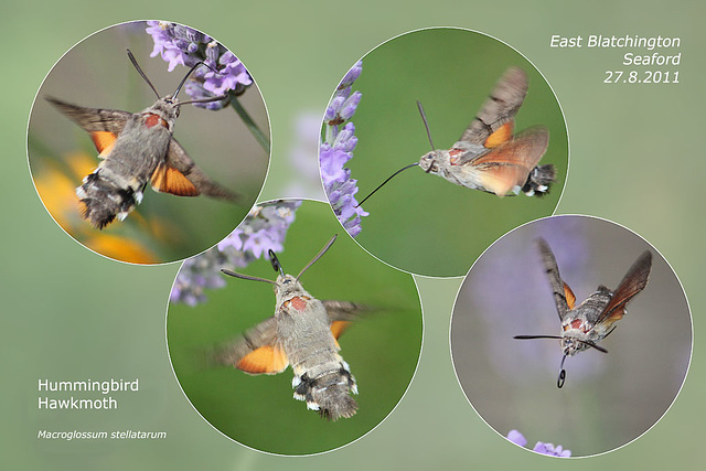 Hummingbird Hawkmoth - 27.8.2011