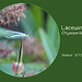 Lacewing Chrysoperla carnea
