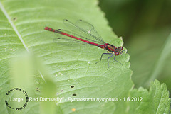 Large Red Damselfly - East Blatchington Pond - 1.6.2012