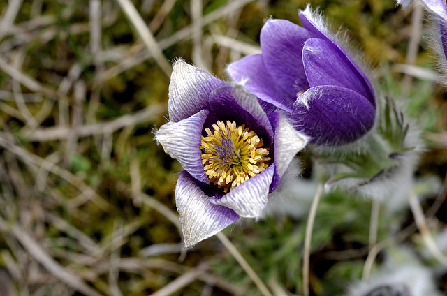 WESTHALTEN: Une anémone pulsatile ou coquerelle (Pulsatilla vulgaris) 19.