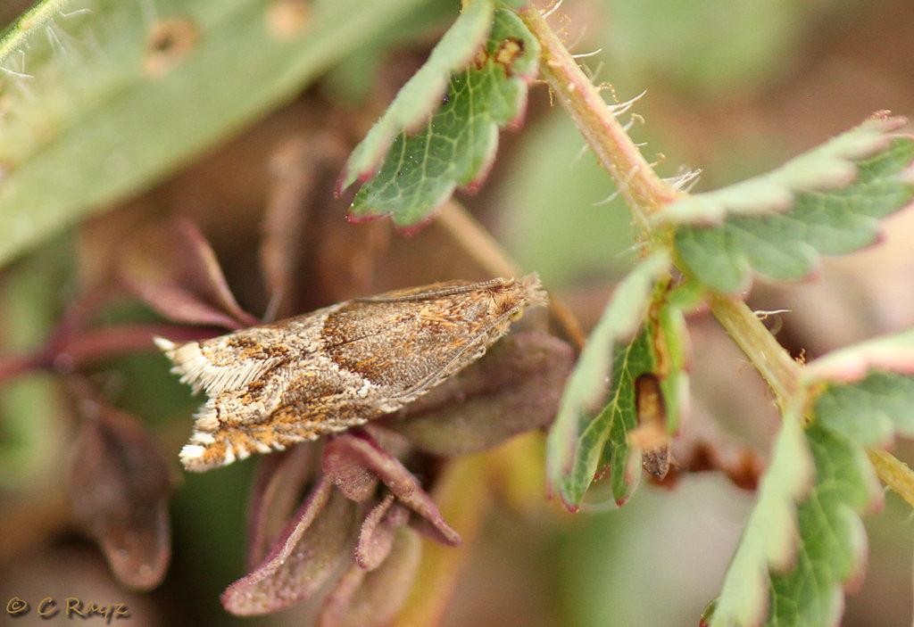 Ancylis comptana