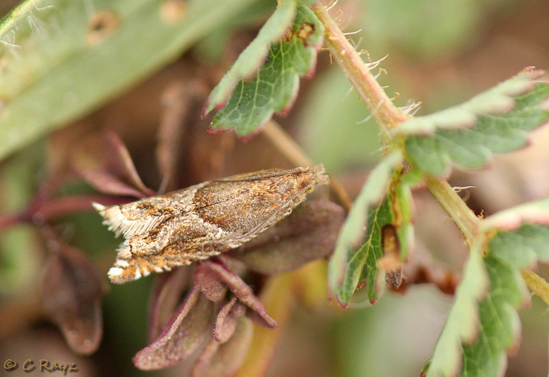 Ancylis comptana
