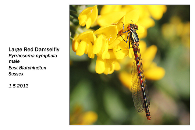 Large Red Damselfly male  E Blatchington 1 5 2013