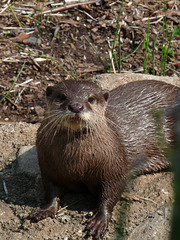 otter