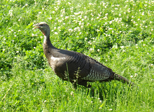 Wild Turkey at Sagamore Hill, May 2012