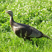 Wild Turkey at Sagamore Hill, May 2012