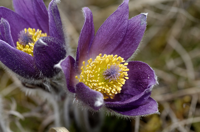 WESTHALTEN: Une anémone pulsatile ou coquerelle (Pulsatilla vulgaris) 10