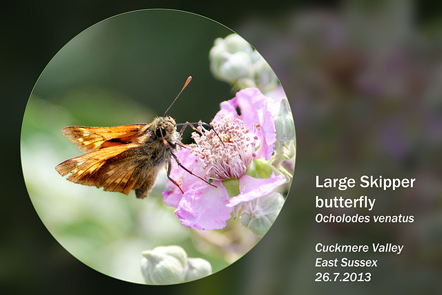 Large Skipper Cuckmere 26 7 2013