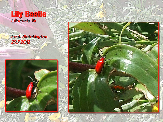 Lily Beetles 29 7 2012