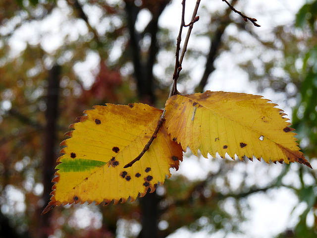 Sandy summary