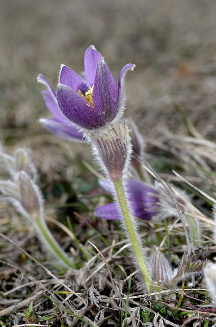 WESTHALTEN: Une anémone pulsatile ou coquerelle (Pulsatilla vulgaris) 08.