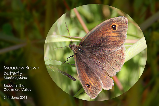 Meadow Brown Exceat 24 6 2011