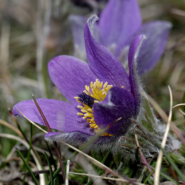 WESTHALTEN: Une anémone pulsatile ou coquerelle (Pulsatilla vulgaris) 07.