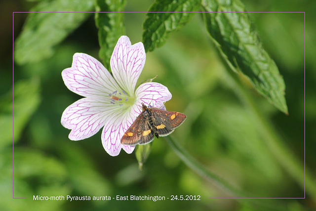 Micro-moth, Pyrausta aurata, on pink flower - 24.5.2012