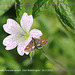 Micro-moth, Pyrausta aurata, on pink flower - 24.5.2012