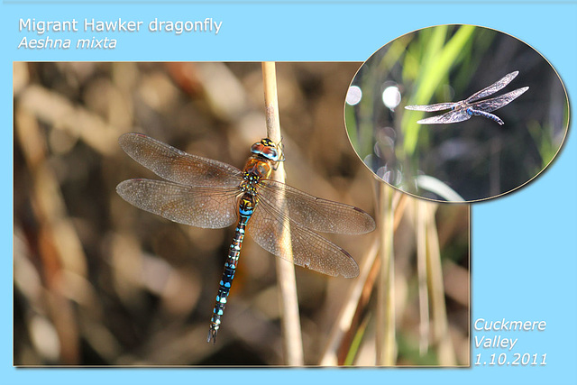 Migrant Hawker Dragonfly Cuckmere 1 10 2011