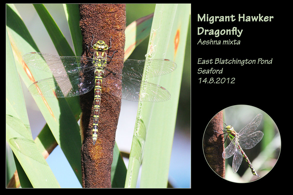 Migrant Hawker dragonfly - East Blatchington Pond - 14.8.2012