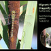 Migrant Hawker dragonfly - East Blatchington Pond - 14.8.2012