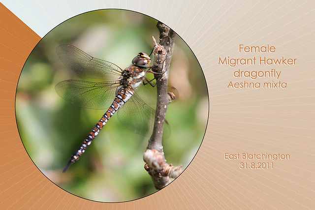 Migrant Hawker Dragonfly female East Blatchington 31 8 2011