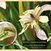 Oedemera nobilis of Iris foetidissima Seaford 4 6 2011