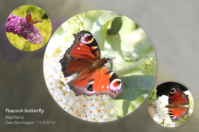 Peacock butterfly E Blatchington 11 8 2012