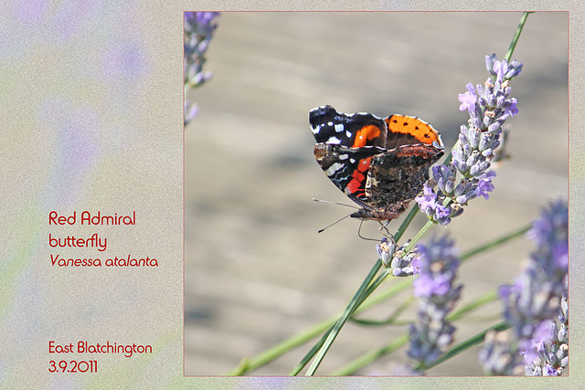 Red Admiral EB 3 9 2011