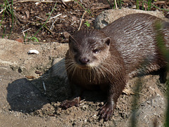 otter