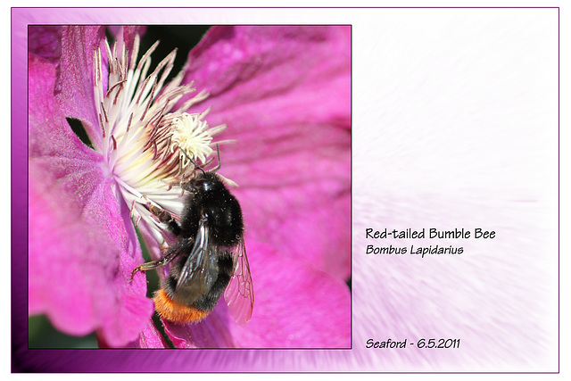 Red tailed Bumble Bee KW 6 5 2011