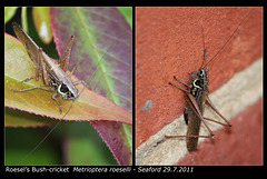 Roesels Bush cricket Seaford 29 7 2011