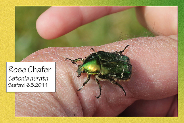 Rose Chafer Seaford 6 5 2011