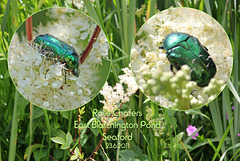 Rose Chafers  - East Blatchington Pond - 23.6.2011